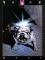 Woof cover picture